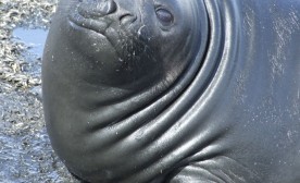 "Mud Bath" © Vincent Ross. All Rights Reserved