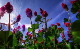 Red Clover Sky
