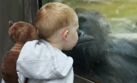 Stealing those gorilla kisses.