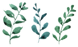 Leaves collected from a walk