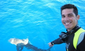 A shark near the surface.