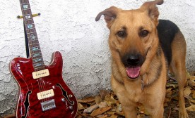 Guitar Dog