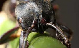 Screen shot from CBC The Nature of Things