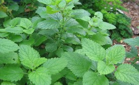 Lemon_balm_2