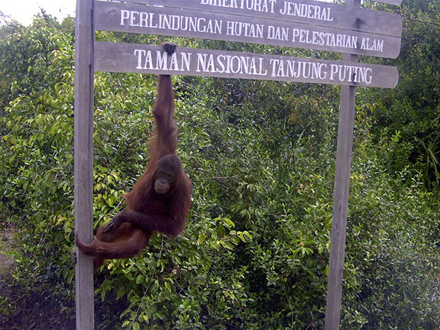 Orangutan in Tanjung Puting National Park Orangutan in Tanjung Puting National Park