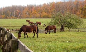 "Pastoral with Horses" © Chris Holt Photos