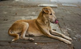 Street Dog