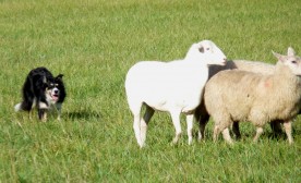 Tee Working the Herd