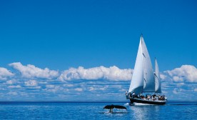 Whales-n-Sails, Grand Manan, New Brunswick by Allan MacDonald 2